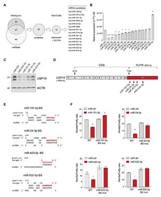 Human Ubiquitin-Specific Peptidase 18 Is Regulated by microRNAs via the 3'Untranslated Region, A Sequence Duplicated in Long Intergenic Non-coding RNA Genes Residing in chr22q11.21